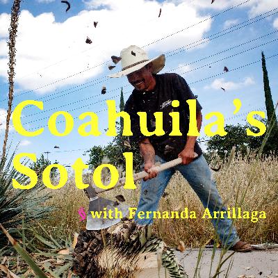 Coahuila's Sotol