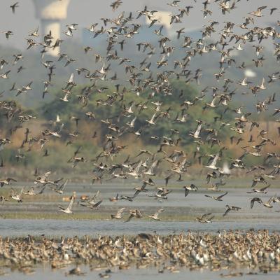 Panje, Talawe Bird Sanctuaries In Sight! Panje, Talawe Bird Sanctuaries In Sight!
