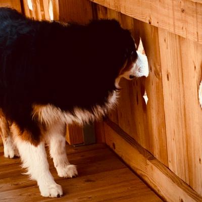 Der Hund bellt wie verrückt wenn es klingelt.