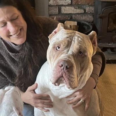 XL Bully Ban
