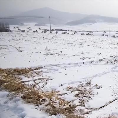 63.秸秆堆旁的尸体，火车票跨省链接真相