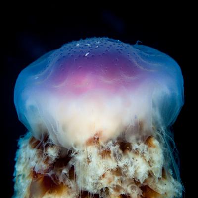 29. Swimming with jellyfish (and other invertebrates) – featuring marine scientist Dennis Gordon