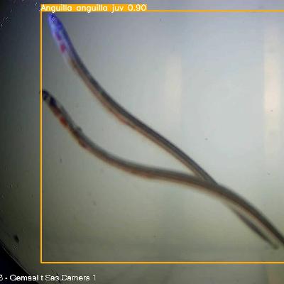 02 Paling - Soundwalk