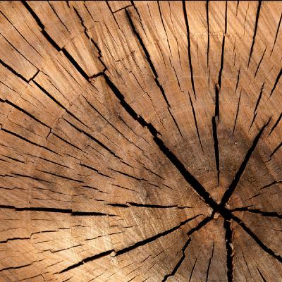 Ep. 132, Patterns of Growth Ep. 132, Patterns of Growth