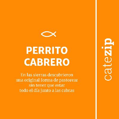 Espiritualidad - Perrito cabrero