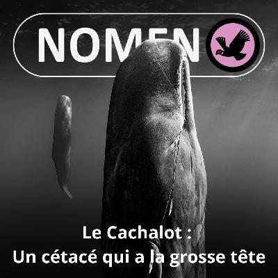 S05E21 Le Cachalot : À quoi sert ce "melon" qui lui donne la grosse tête ?