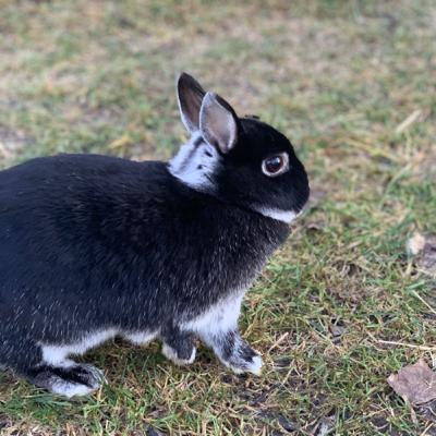 Der Alltag mit Kaninchen//Wie läuft es eigentlich ab wenn man Kaninchen hat?🐰