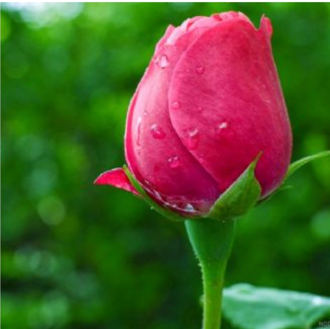 غنچه گو تنگ دل از کار فروبسته مباش غنچه گو تنگ دل از کار فروبسته مباش