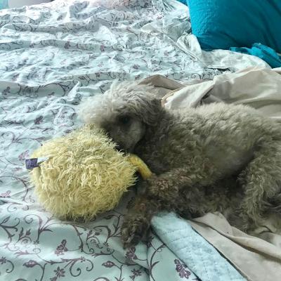 Thannat está en celo . Pero igual me corrio. Que es el celo?