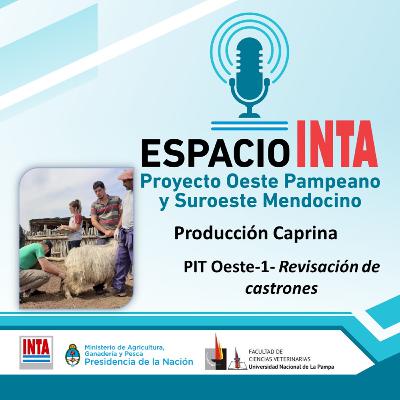 PIT Oeste-1- Revisación de castrones PIT Oeste-1- Revisación de castrones