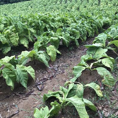 Episódio # 4 - Tabaco de Produção Integrada