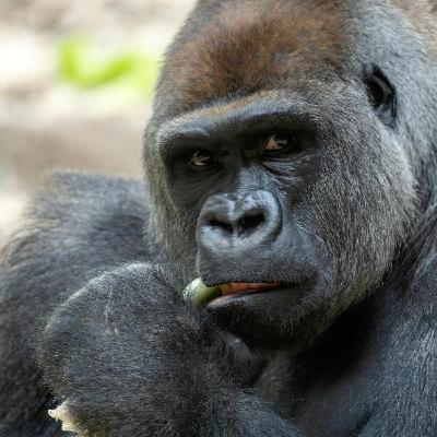 Gorille, Henri VIII et la science en chanson Gorille, Henri VIII et la science en chanson