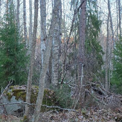 Guardians of the Ancient Forest: The Woodpecker Couple's Morning Call