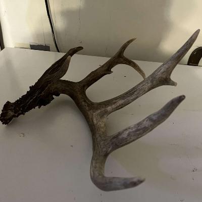 #137: Sheds, Cold Weather, and Wildlife Legislation