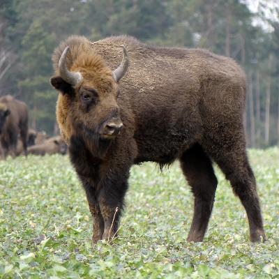 Bisonte europeo en España Bisonte europeo en España