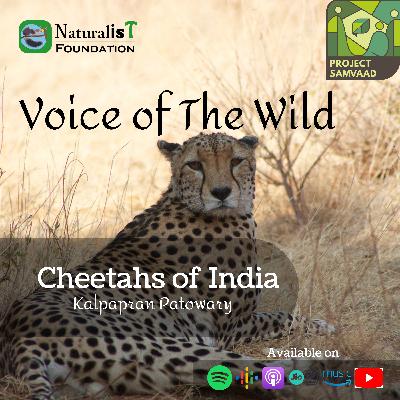 The "Re-introduction" of African Cheetah in India - A rhetoric or bringing back India's lost glory?