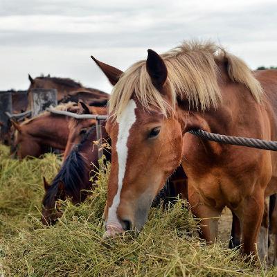 Ep. 105: 5 Nutrition Mistakes Horse Owners Make in Winter Ep. 105: 5 Nutrition Mistakes Horse Owners Make in Winter