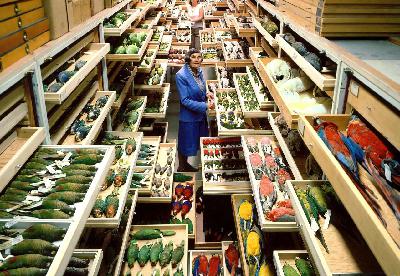 The woman who solved crimes with birds