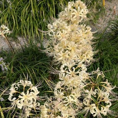 『話半分で👍🏻』 #1517  ‘25,10,15_02 世界手洗いの日 『話半分で👍🏻』 #1517  ‘25,10,15_02 世界手洗いの日