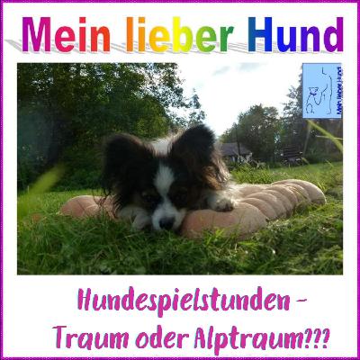 71 - Hundespielstunden - Traum oder Alptraum