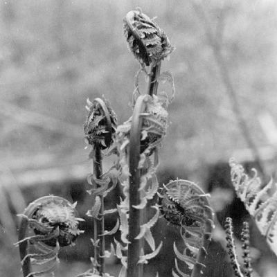 A Body Is Buried in a Backyard, and a Woman Helps Save Her Language A Body Is Buried in a Backyard, and a Woman Helps Save Her Language