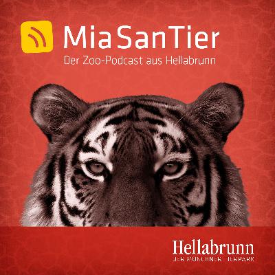Welche Funktion haben Hörner?