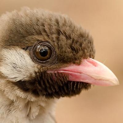 Birds and humans join forces to exploit beehives: the remarkable tale of the honeyguide