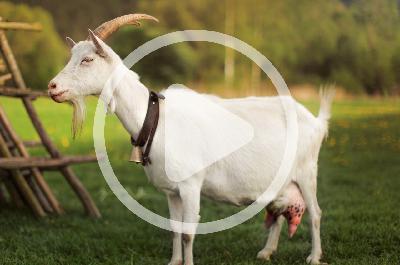 The Useful Goat The Useful Goat