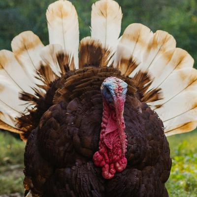 Thanksgiving Rerun: Melting Witches with Inflated Heads