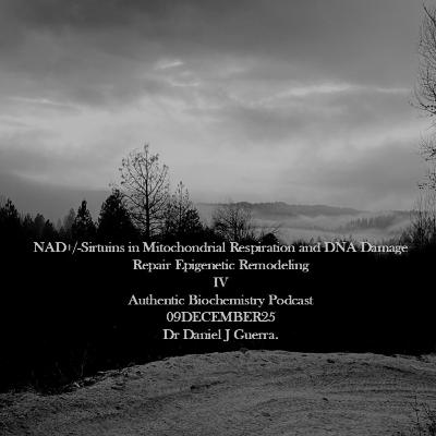 NAD+/-Sirtuins in Mitochondrial Respiration and DNA Damage Repair Epigenetic Remodeling IV Authentic Biochemistry Podcast 09DECEMBER25 Dr Daniel J Guerra. NAD+/-Sirtuins in Mitochondrial Respiration and DNA Damage Repair Epigenetic Remodeling IV Authentic Biochemistry Podcast 09DECEMBER25 Dr Daniel J Guerra.