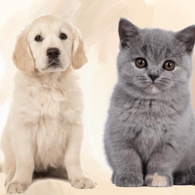 Why do dogs and cats behave differently?
