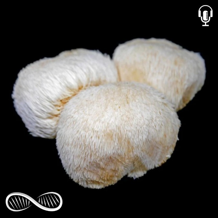 Lion’s Mane — The Best Nootropic Mushroom