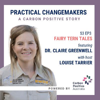 Fairy Tern Tales