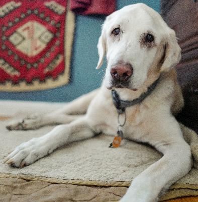 The Good Boy Podcast Episode 23 Farewell Dewey
