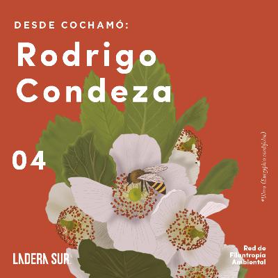 04 - Rodrigo Condeza