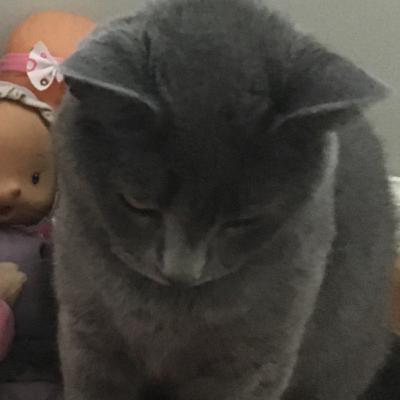 Cat purrs