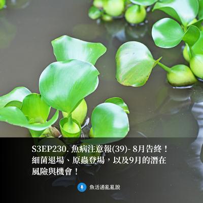 S3EP230. 魚病注意報(39)- 8月告終！細菌退場、原蟲登場，以及9月的潛在風險與機會！