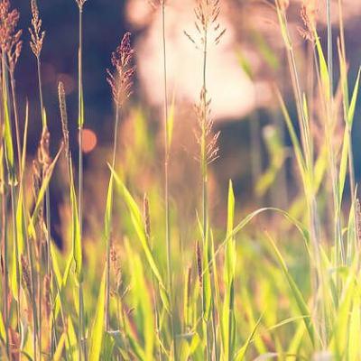 The Radiance Sutras: Be The Witness To Your Experience The Radiance Sutras: Be The Witness To Your Experience