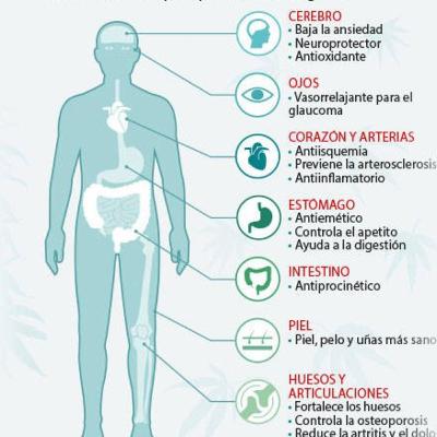 Al prestarle atención al miedo, el terreno Biológico es el más afectado.