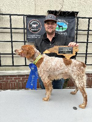 REVERSE POD -  The Epagneul Breton