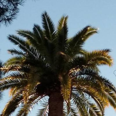 Rapsodia 26: Homenaje a Federico González Frías