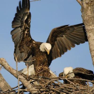 פרשת האזינו