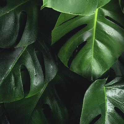 Rain Forest Sounds for Deep Sleep, Relaxation & Focus – Lush Jungle Rain Ambience 9 Hours