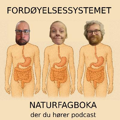 Fordøyelsessystemet