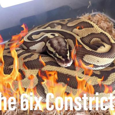 New Episode with Matthew Crego from LMC Reptiles