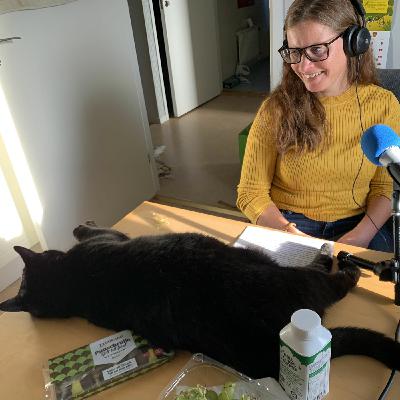 Episode 2: Avsnitt 26 Fyra med styrman