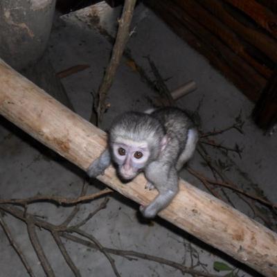 Sleep stories for young children.