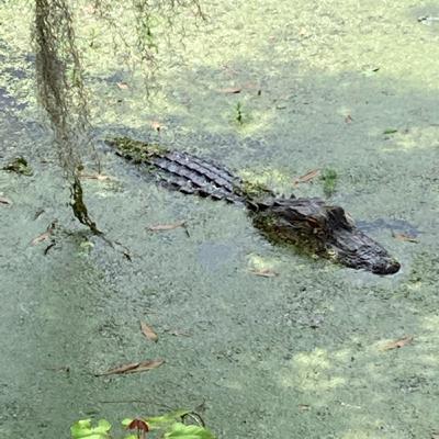 The Most Magical Melee on Earth