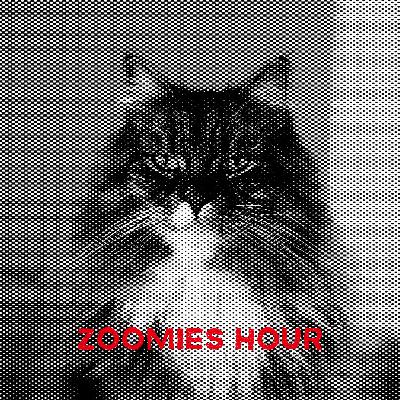 #011 猫たちのお気に入りスポット〜2025年夏〜