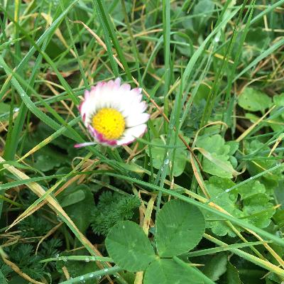 Spécial cueillette (suite), les conseils pratiques